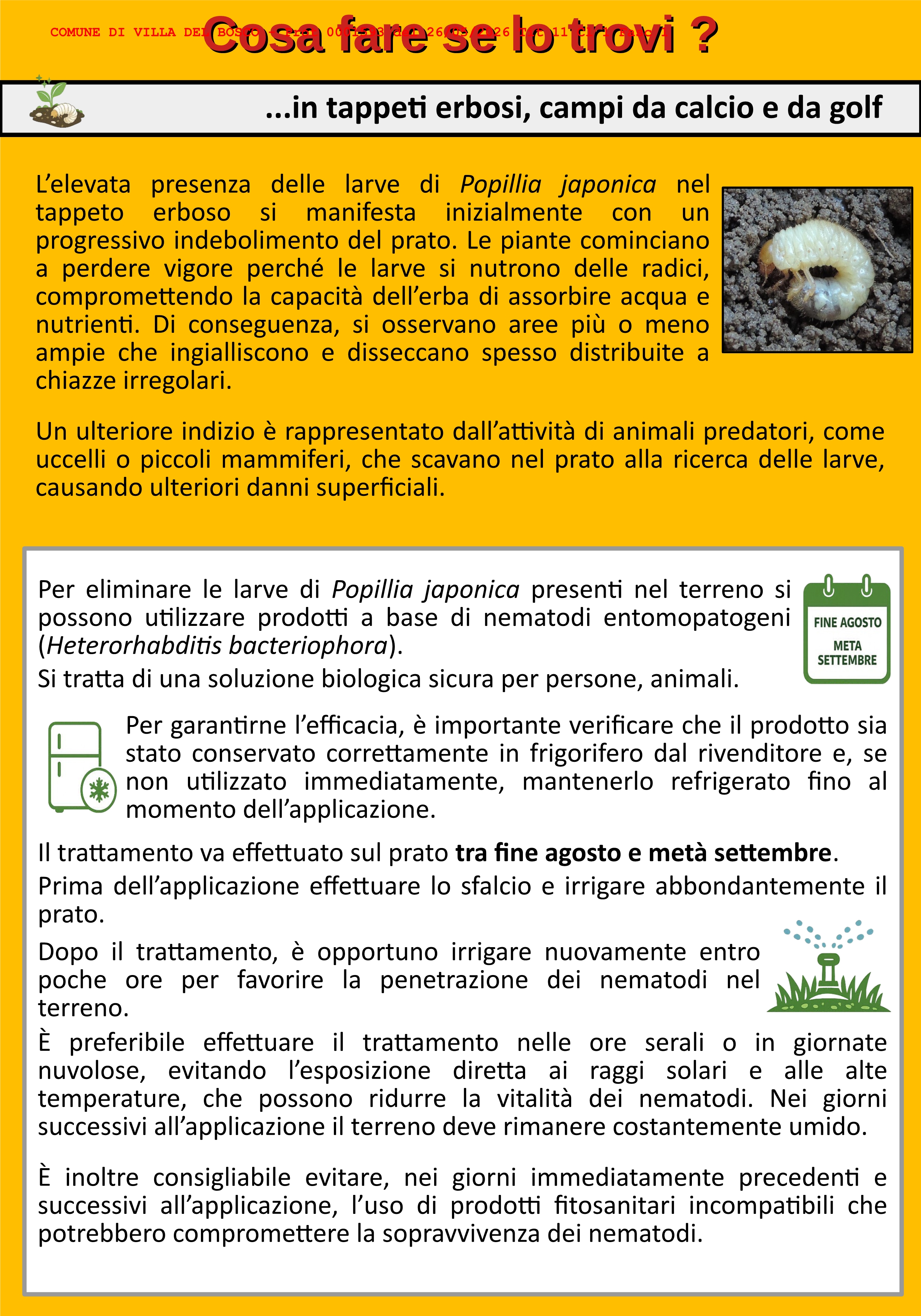 Popillia japonica
